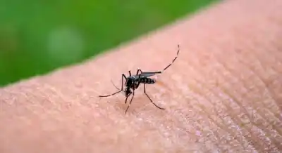 Alerta en Tucumán: los casos de chikungunya ya son 346 y hay un dato que preocupa