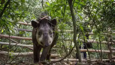 Así avanza el plan para devolver al tapir a las yungas tucumanas: cuatro ejemplares podrían ser liberados este año