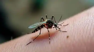 Alerta en Tucumán por el avance del chikungunya: los focos que más preocupan