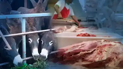 El Gobierno salió al cruce de un informe que revolucionó las redes: ¿qué dijo sobre la carne de burro?