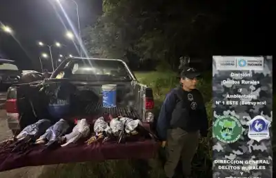 Transportaban seis gallos en una camioneta: el insólito hallazgo de la policía en Burruyacú
