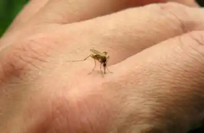 Alerta en Tucumán: el NOA concentra la mayor carga de chikungunya del país y los casos no dejan de subir