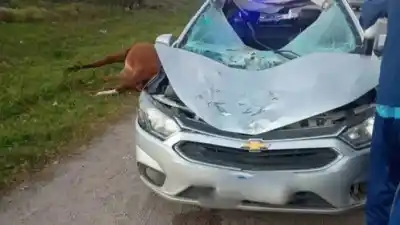 Golpe en la ruta: chocó contra un caballo suelto y se negó a ser atendido