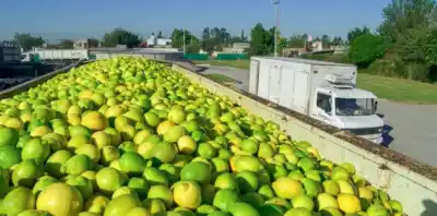 Crecieron un 17%: el detalle del informe que revela cómo evolucionaron las exportaciones de Tucumán en la última década
