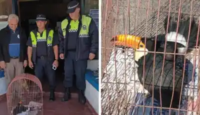 Hallaron un tucán negro herido al costado del camino y lo que encontraron al llegar a la reserva es increíble