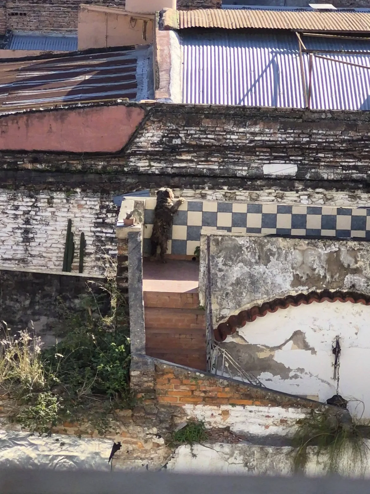 Perro en terraza