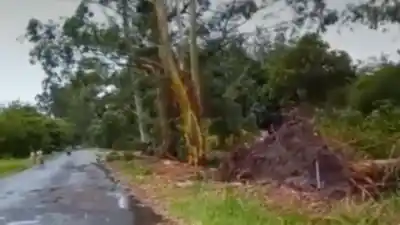 Una tormenta violenta arrasó con árboles y techos en Arcadia, Chicligasta