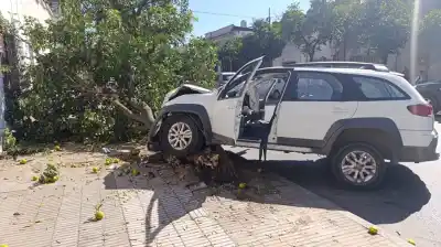 Perdió el control y un árbol lo frenó: el insólito accidente en barrio Sur