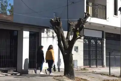 Lo que encontraron en los árboles de San Pablo dejó helados a los vecinos