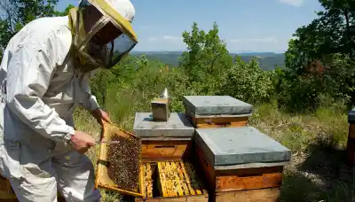 Degustarán mieles tucumanas y revelarán secretos de su pureza en una jornada gratuita