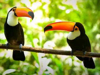 El regreso de los tucanes a la selva tucumana que sorprendió a todos y la advertencia que preocupa