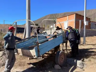 Encontraron un caballo en estado crítico y lo que hicieron con su dueño sorprendió a todos