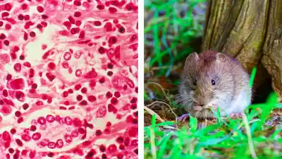Alarma por el hantavirus: 45 casos confirmados en el país y un brote en un crucero que mantiene en vilo a las autoridades