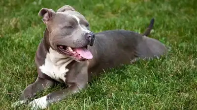 Atacaron a machetazos a un perro pitbull en Lules y el desenlace es escalofriante