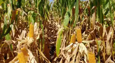 El Gobierno confirmó cuándo bajarán las retenciones para maíz, girasol y sorgo: el cronograma