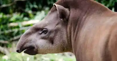 Tras años de trabajo científico y ambiental, Tucumán declaró Monumento Natural al tapir