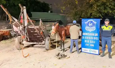 Golpeó a su caballo hasta hacerlo colapsar en plena calle: la policía lo detuvo