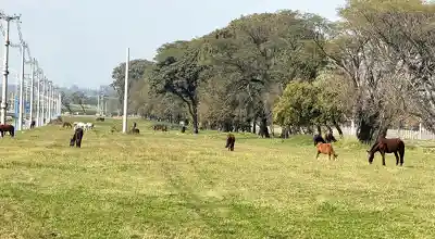 Alarma en una concurrida avenida: más de 50 caballos sueltos al borde del asfalto
