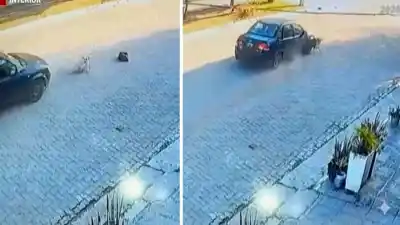 Alberdi: conductor huye tras atropellar y matar a dos perros