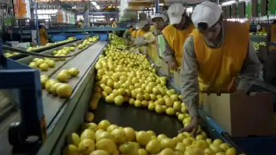 El dato que confirma el boom del limón argentino en los mercados más exigentes del mundo