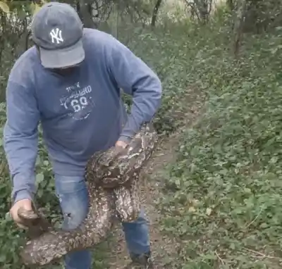 Vecino de El Rodeo capturó una enorme serpiente y el video se viralizó: lo que hizo después sorprende