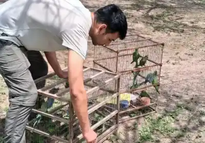 Vuelven a volar: liberaron en El Cadillal a más de 20 aves rescatadas del cautiverio