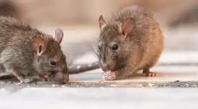 Alerta sanitaria: dos nuevos casos de hantavirus en el país y una región encabeza la tasa de contagios
