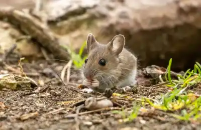 Alerta por hantavirus: detectaron dos nuevos contagios y los casos ya son 47 en 2026