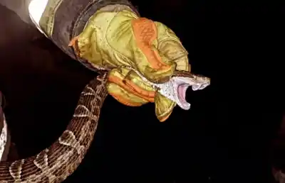 Ingresó a su casa y atacó a la mascota: la dramática maniobra para capturar a una serpiente de gran tamaño
