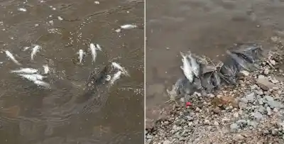 El río Salí amaneció cubierto de peces muertos: las impactantes imágenes desde Los Bulacio