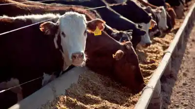 Récord histórico en feedlots: ¿qué pasará con el precio de la carne?