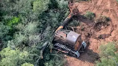 Fallo histórico en Chaco: la Justicia frena nuevos desmontes y ratifica la protección de los bosques nativos