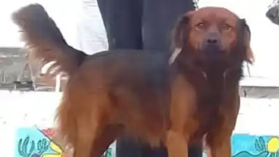 Murió en sus brazos: la angustiosa denuncia de una vecina de Alberdi por envenenamiento de mascotas