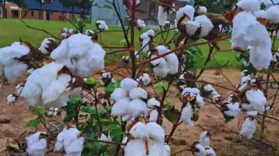 Bautizada con sabiduría guaraní: así es la semilla de algodón que promete revolucionar el campo en el norte argentino