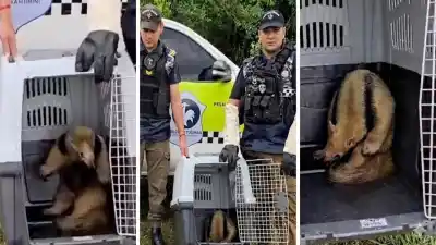 Un oso melero invadió una casa en Leales y fue rescatado por la policía tucumana