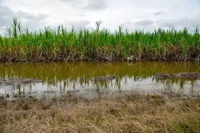 Lluvias implacables: la zafra tucumana ya perdió más de un millón de toneladas de caña