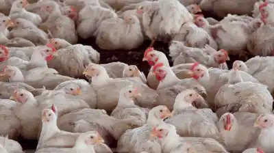 Un logro clave para el campo: Argentina reabre dos mercados internacionales para su carne aviar