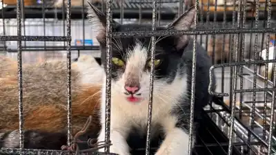 Rescataron a casi 400 gatos en Vietnam: una banda los vendía para consumo humano