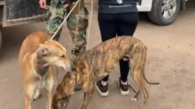 Justicia embargó dos galgos en San Antonio de Areco: el trasfondo de un fallo que divide al campo