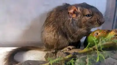 Científicos del CONICET descubren una nueva especie de roedor en Córdoba y el nombre elegido sorprende