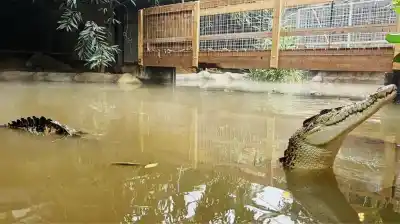 Un hombre de 30 años fue detenido tras arrojar a un nene de 3 a la jaula de cocodrilos en un zoológico de Inglaterra