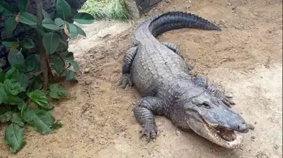 El escalofriante ataque a un nene en un zoológico: el acusado quedó en libertad
