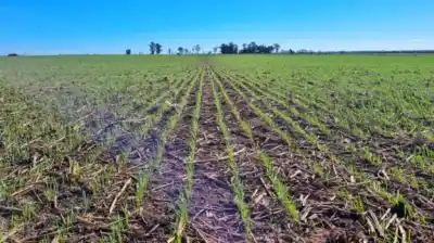 El drama de los campos en el sur: el agua no deja sembrar ni cosechar
