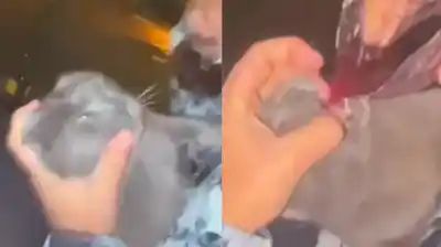 Indignación en Mar del Plata: lo que le hicieron a un gato por un video viral