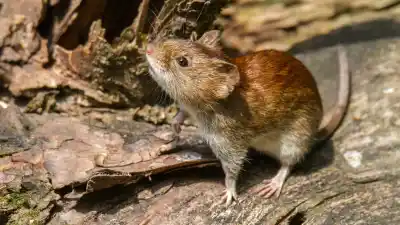 Había recibido el alta y su esposa se contagió: nuevo caso de hantavirus en Bariloche que preocupa