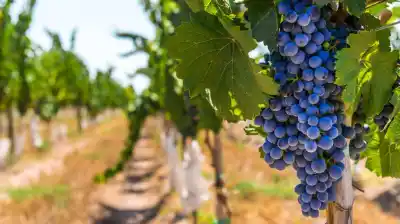 Molinos Río de la Plata compró la histórica Bodega Etchart y expande su imperio vitivinícola