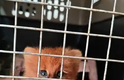 Lo que escondían en un barrio privado de Las Talitas: hallaron un cachorro de jaguarundí enfermo