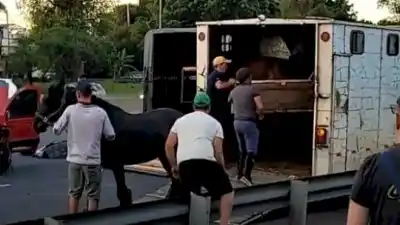 Operativo de rescate equino tras choque múltiple en la General Paz