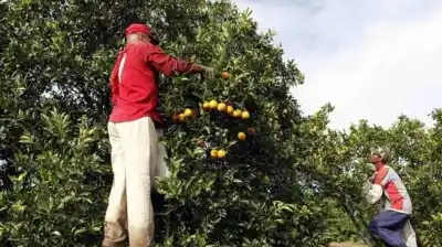 El sello que las empresas rurales necesitan para exportar ya tiene un respaldo clave