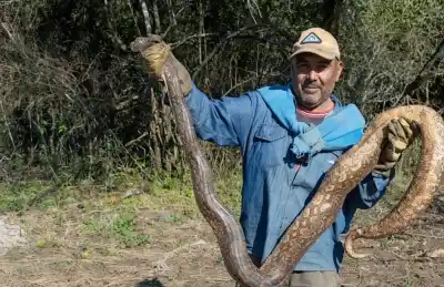 Apareció otra lampalagua gigante en Simoca y la liberaron en una zona secreta